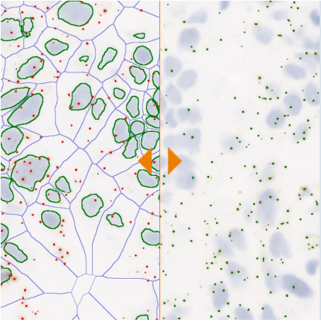 RNA Scope APP